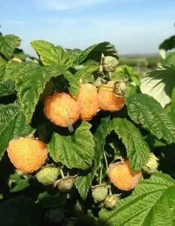 Малина ремонтантная абрикосовая — малина фаллголд