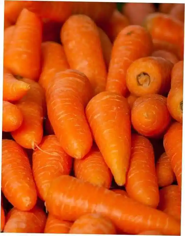 Белая морковь — лучшие сорта моркови