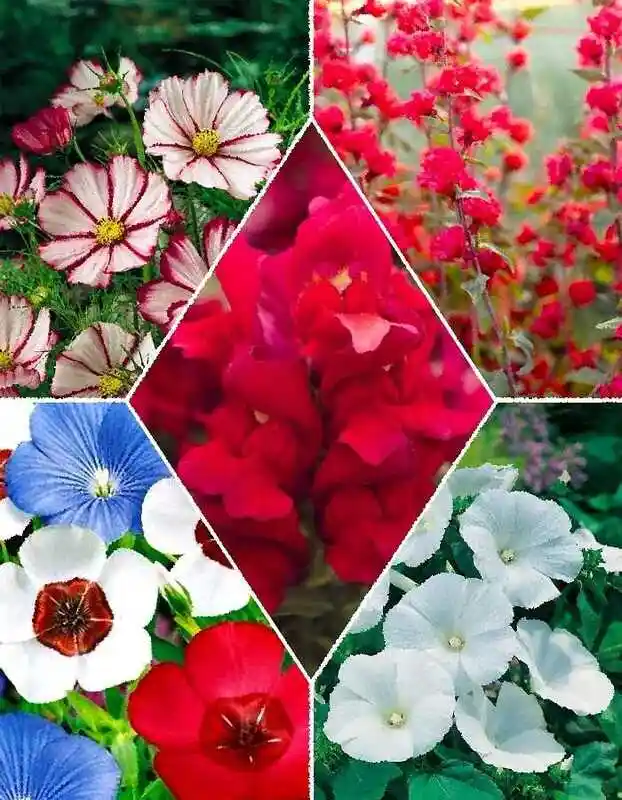 Агросемфонд наборы — Однолетние цветы