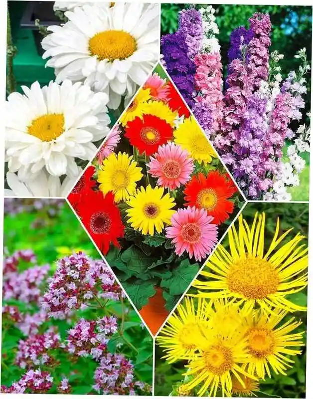 Цветущие осенью многолетники хризантемы — гербера джемсона смесь окрасок
