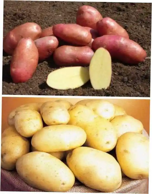 Картофель ред леди — картофель ред скарлет