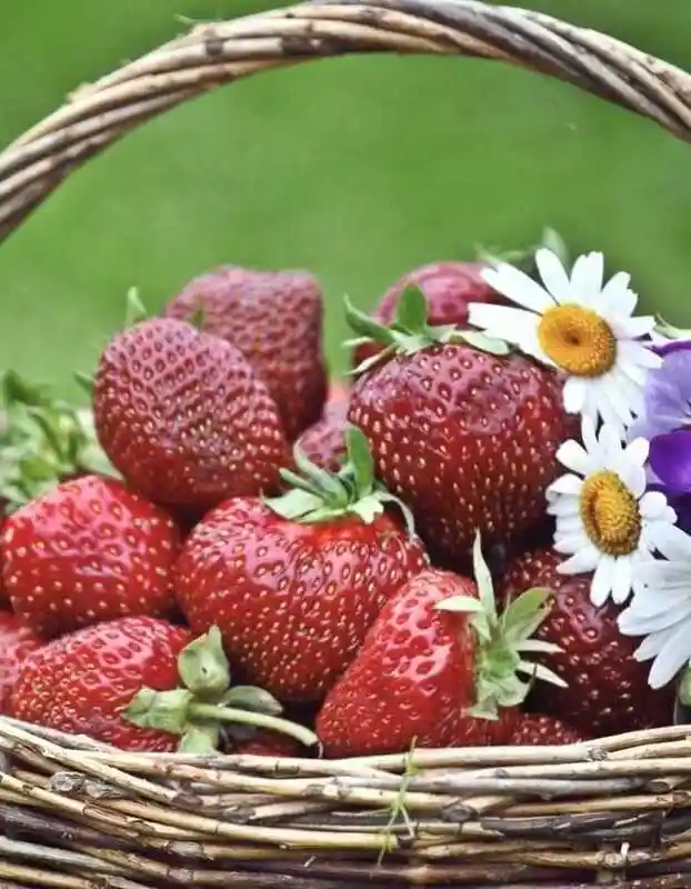 Корзинка с ягодами — лето ягоды