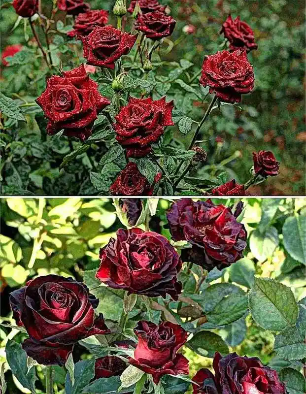 Роза чайно гибридная — Роза ред сенсейшен