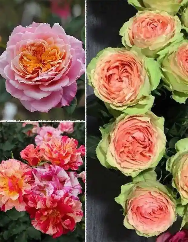 Роза питахайя — роза куст