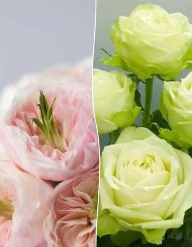 Бело зеленые розы — Роза супер грин