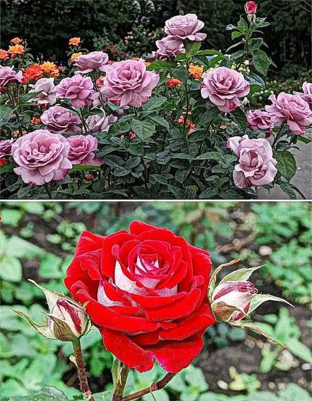 Роза чайно-гибридная николь — роза чайно гибридная