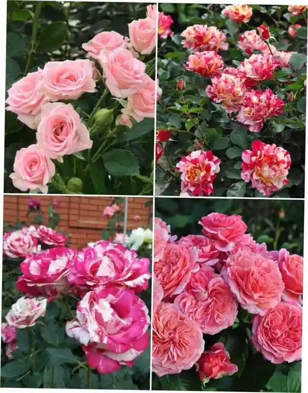 Роза шраб — Амелия сорт роз