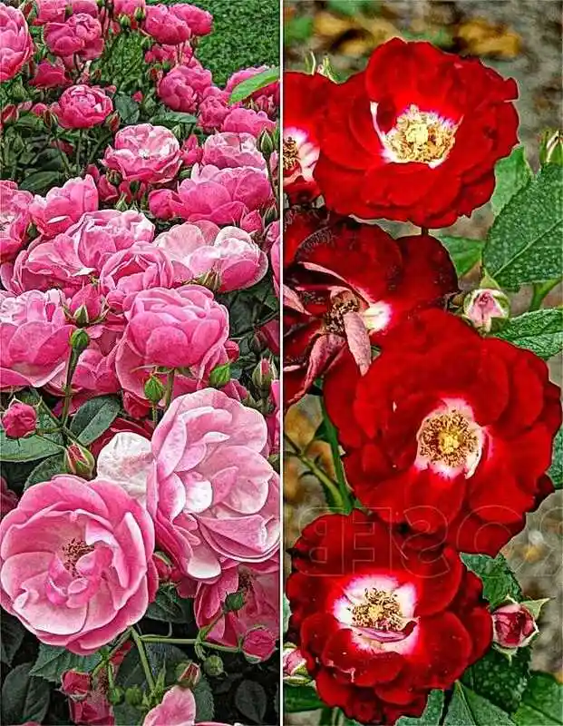 Роза флорибунда анжела — роза флорибунда