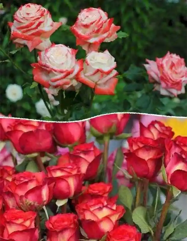 Роза императрица фарах — роза чайно гибридная