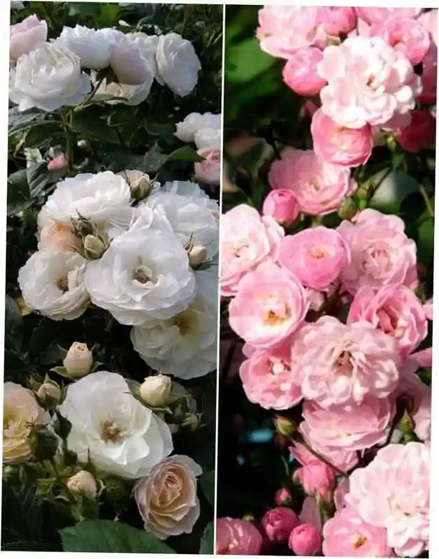 Махровые розы — Роза мускусная