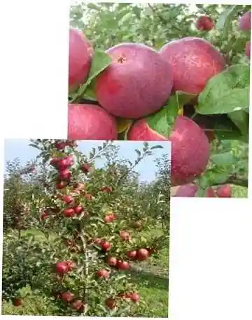Яблоня 54-118 — колоновидная яблоня