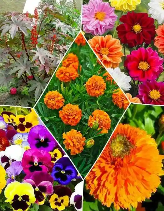Цветочная смесь — Однолетники цветы