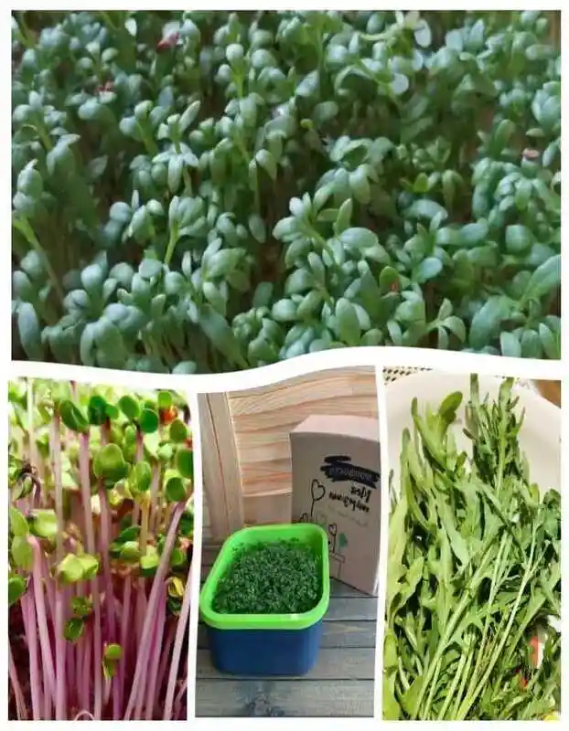 Микрозелень кориандр (кинза) — микрозелень