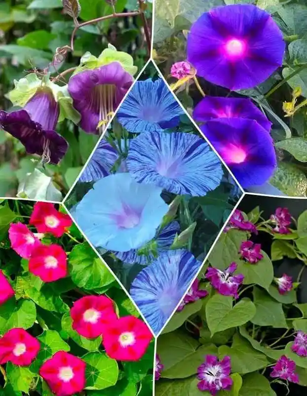 Цветок ипомея — цветочная смесь вьющиеся растения