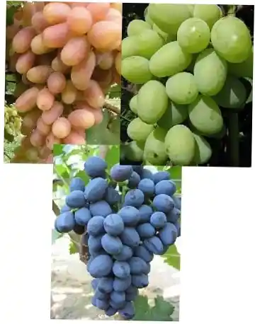 Сорта винограда — виноград агат донской