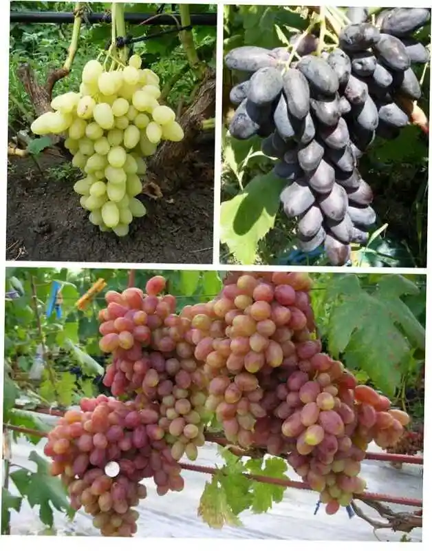 Сорта винограда — сорт винограда первенец