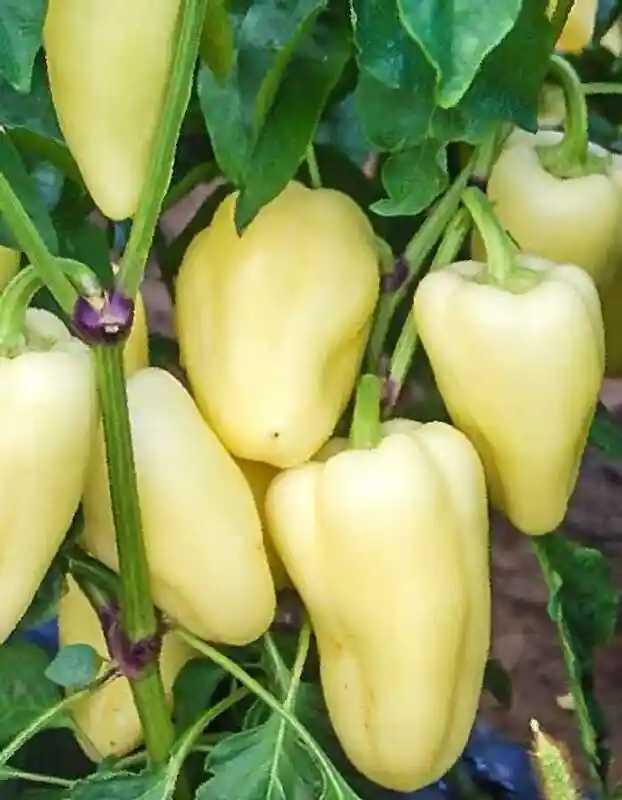Перец джейд f1 — семена перца