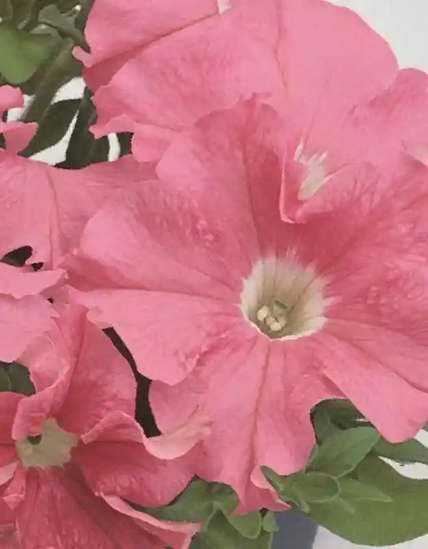 Петуния ультра роуз — петуния грандифлора