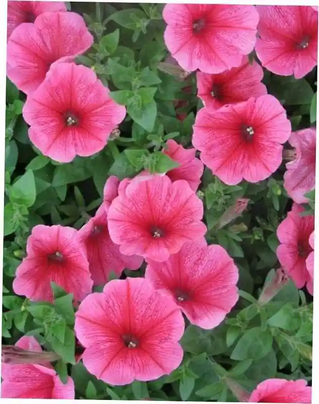Петуния гибридная pink — Петуния многоцветковая роуз