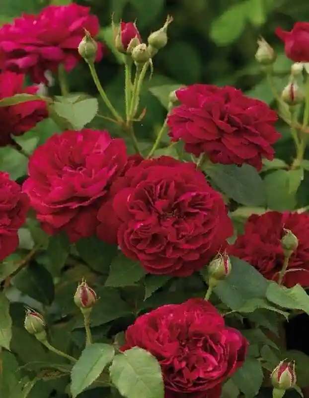 Роза английская — роза дарси вита