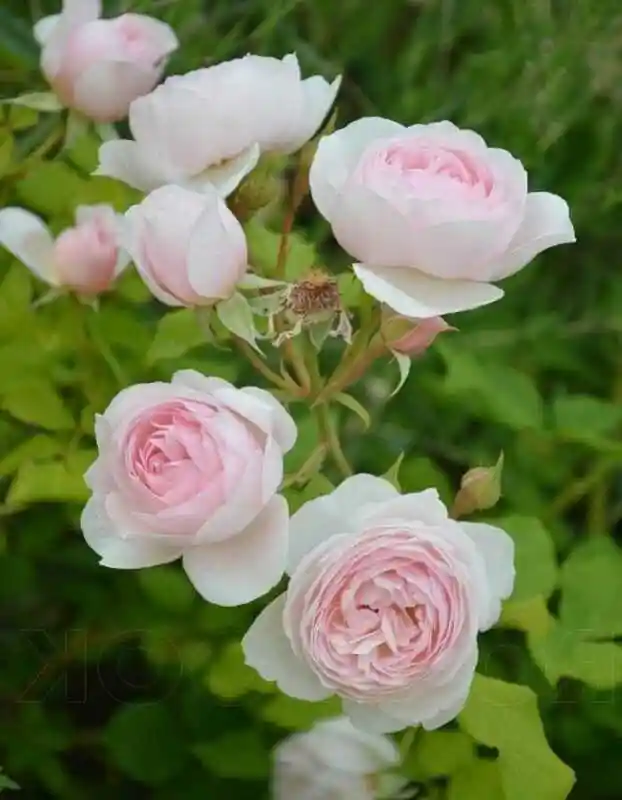 Роза геофф гамильтон — роза херитейдж