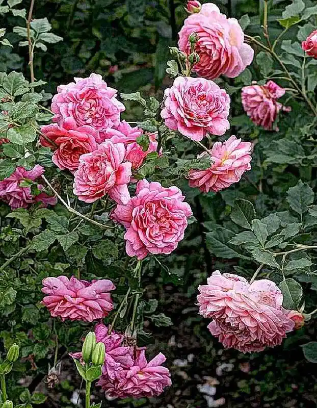 Роза джулия селебрейшн — роза принцесса кентская