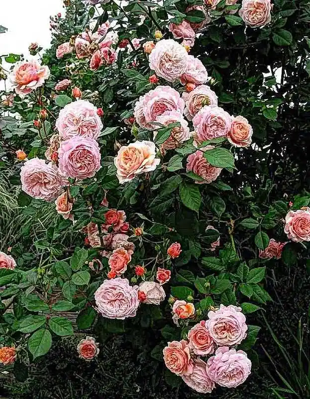 Роза аугуста луиза — роза шраб
