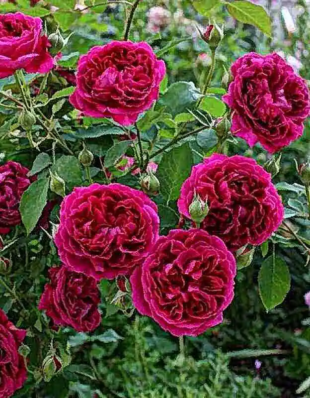 Роза плетистая вильям шекспир — роза английская вильям шекспир