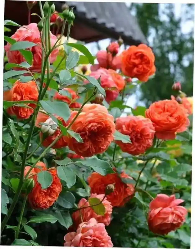 Роза эмма гамильтон и саммер сонг — роза саммер сонг