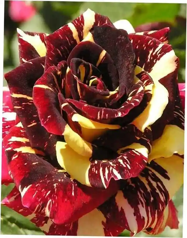 Роза абракадабра — роза чайно гибридная абракадабра