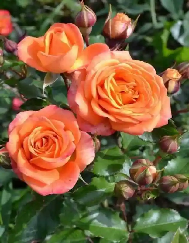 Роза спрей бейб — Роза бордюрная оранж беби
