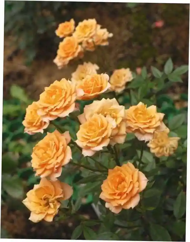 Роза куст — роза клементина