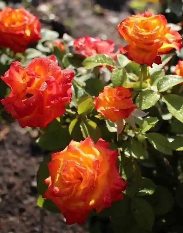 Розы флорибунда — пигаль роза флорибунда