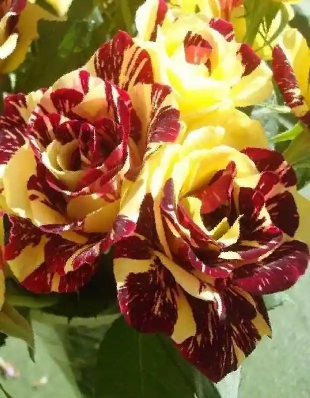 Роза сим салабим флорибунда — роза чайно гибридная абракадабра