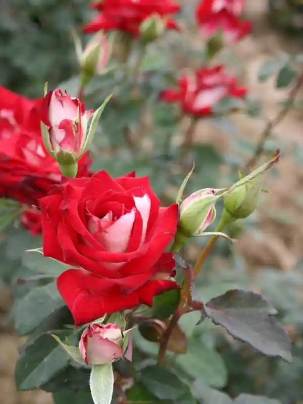Роза нью фэшн чайно-гибридная роза — Роза нью фейшен