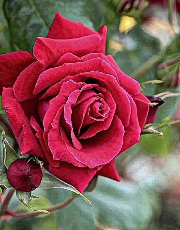 Роза ред — красные розы