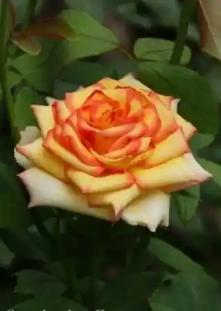 Роза амбианс — роза чайногебридная конго
