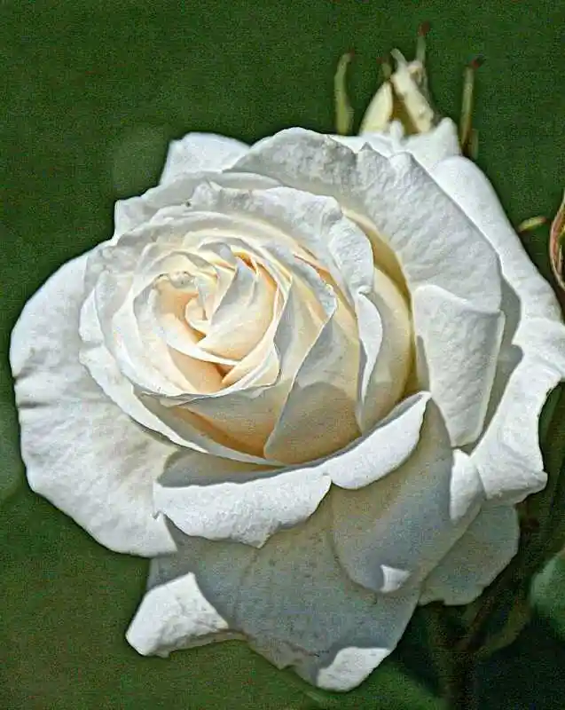 Роза чайно гибридная — белые розы