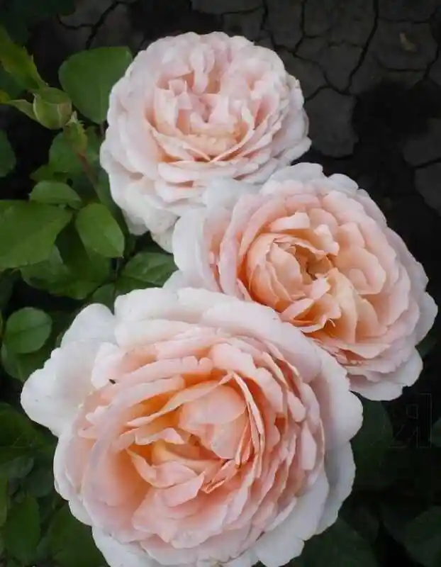 Роза андре ленотр — роза кордес флорибунда