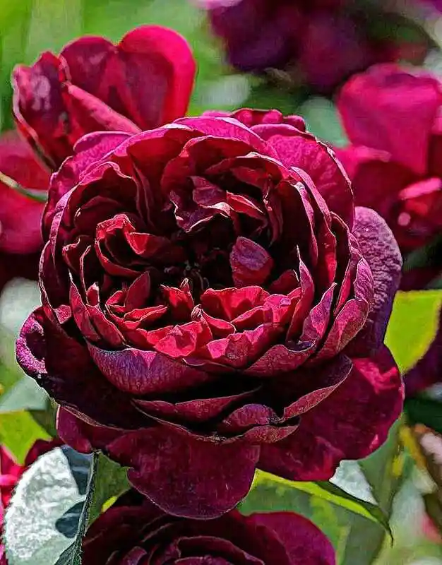 Роза мунстед вуд — роза зе принс