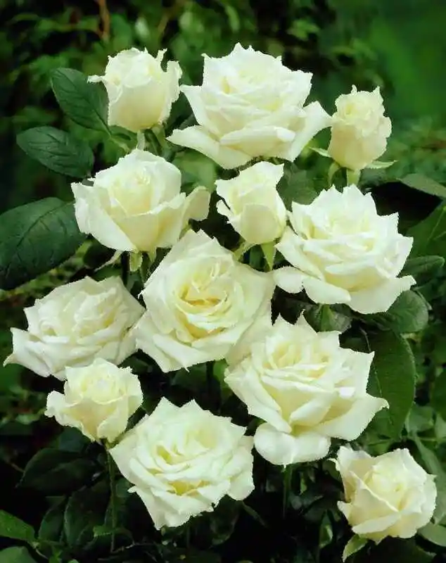 роза белая флорибунда алабастер