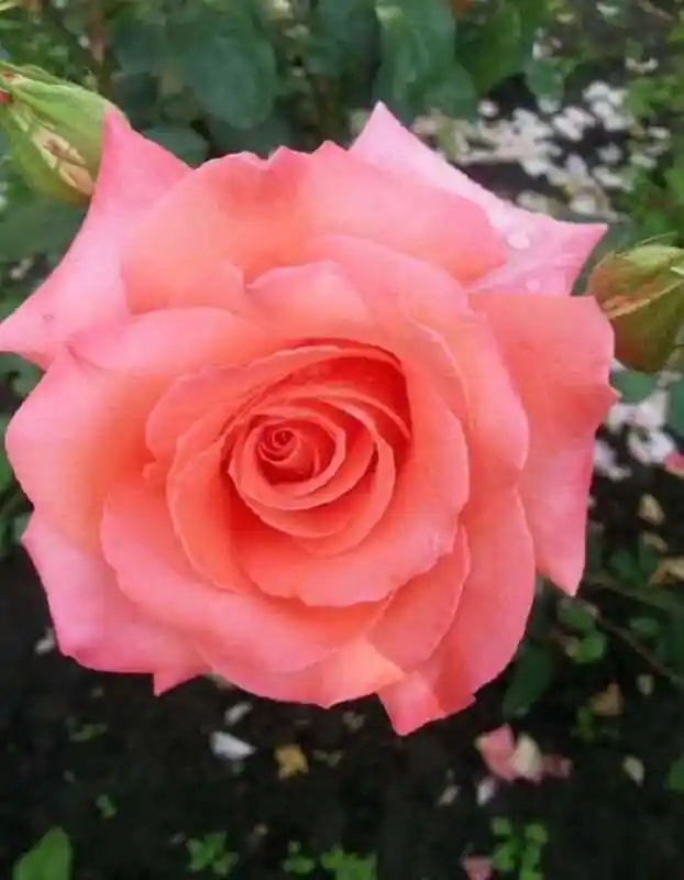 Роза претти вумен флорибунда — роза роза