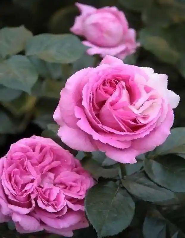 Роза чайно гибридная — роза розе де молинард