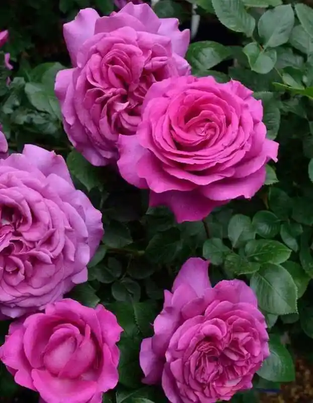 Шартрез де парм роза — роза чайно-гибридная шартрёз де парм