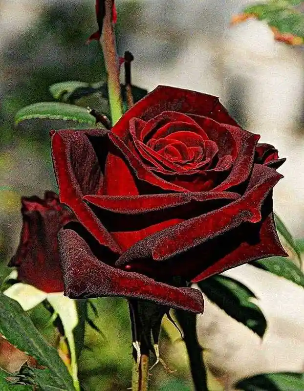 Роза темно бордовая — розы