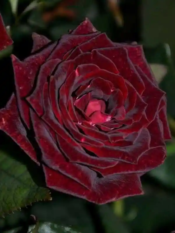 Роза блэк мэджик — роза чайно гибридная