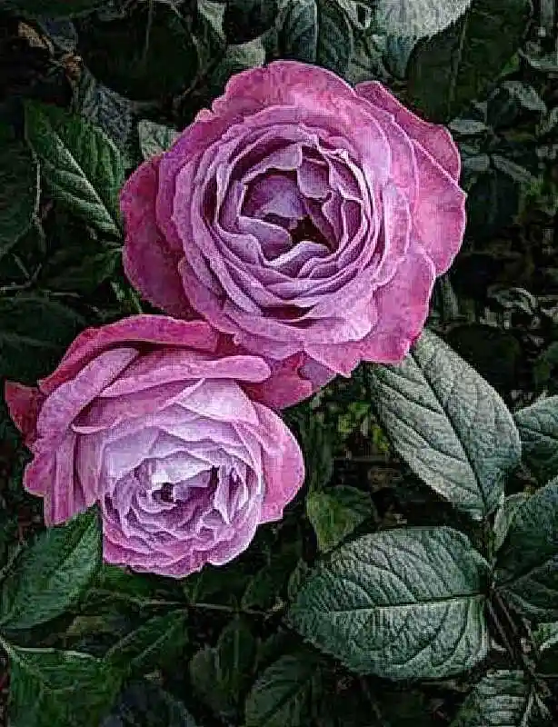 Роза блю флорибунда — роза блю