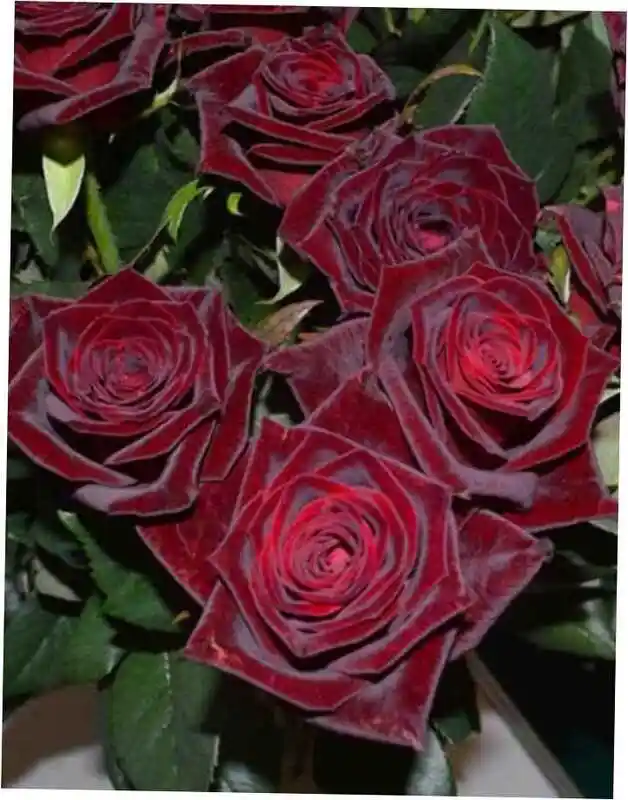 Роза чайно гибридная — Роза black baccara