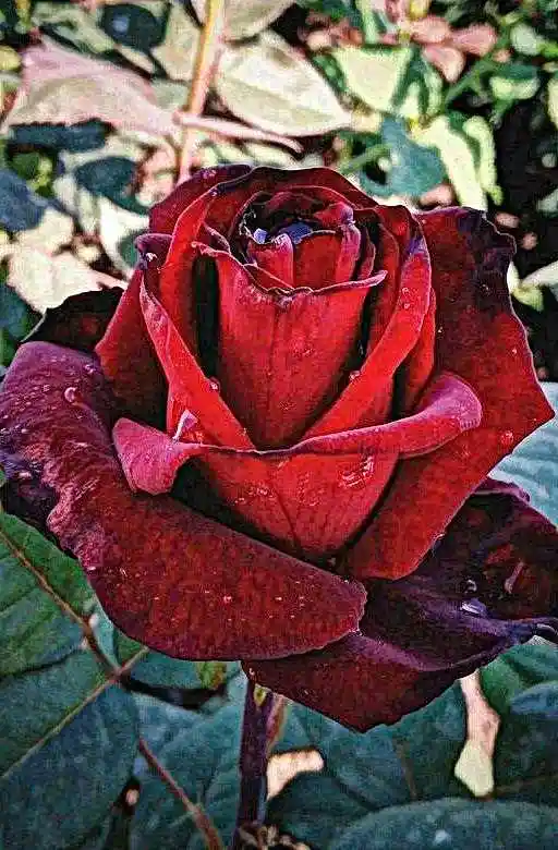 Роза чайно-гибридная barkarole — роза чайно гибридная