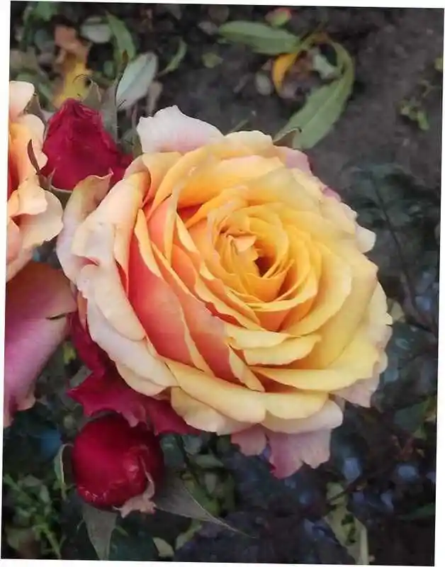 Роза черри хеопс — Роза чайно гибридная